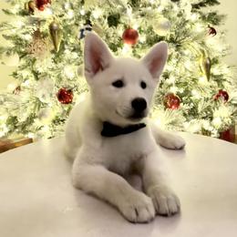 Siberian Husky Puppies from Snowy Siberians