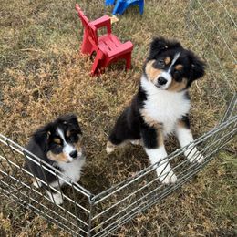 Australian Shepherd Puppies from Badlands Australian Shepherds