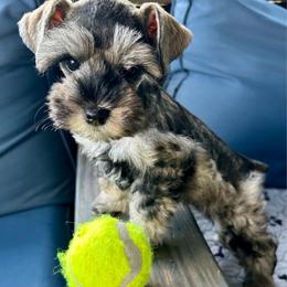 Remi - Salt and pepper male Miniature Schnauzer puppy in Canyon Lake, Texas from Chambers Schnauzers