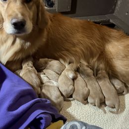 Boy 5 - Golden male Golden Retriever puppy in Joliet, Illinois from Breezewood Kennel