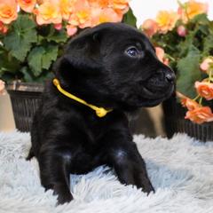 Boy 4 - Black Labrador Retriever puppy in Gilbert, South Carolina from Crout Kennels