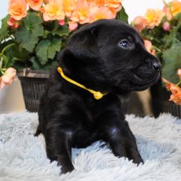 Boy 4 - Black Labrador Retriever puppy in Gilbert, South Carolina from Crout Kennels