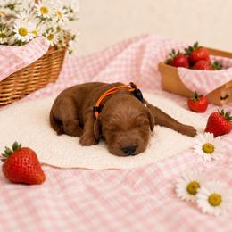 F1B Goldendoodle Coral - Red  female Goldendoodle puppy in Redding, California from Casa Delarosa Collective Poodles & Doodles