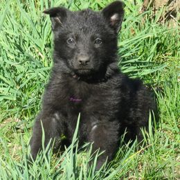 German Shepherd Puppies from Parsons German Shepherds