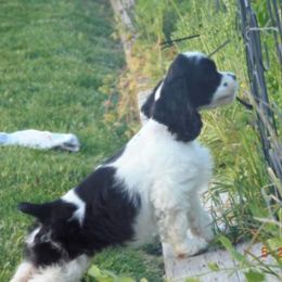 Cocker Spaniel Puppies from Doc's Cockers