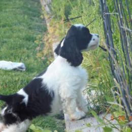 Cocker Spaniel Puppies from Doc's Cockers