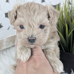 Onnas Male 2 - Gold male Havapoo puppy in Burlington, Iowa from River View Puppies