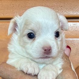 Rio - Cream male Chihuahua puppy in Menifee, California from Lane’s Little Long Coats