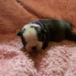 Daisy - Brindle and white female Boston Terrier puppy in Farmington, Connecticut from Boston Luvs