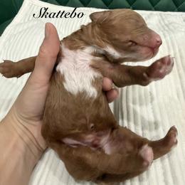 Skattebo - Red male Cavapoo puppy in Central, Arizona from Desert Valley Doodles