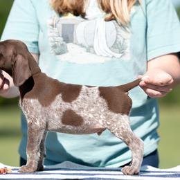 Liver Roan boy 1 - Black roan male German Shorthaired Pointer puppy in Greensburg, Kentucky from Nosam Kennels- Hungarian Vizslas, and German Shorthairs Located in Kentucky