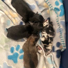 Oliver - Black and tan male Pomeranian puppy in Gilroy, California from Belt Fed Kennels