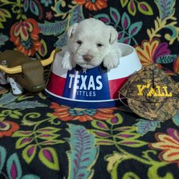 Red collar - White male Miniature Schnauzer puppy in Brownwood, Texas from Texas Dreams Mini Schnauzers