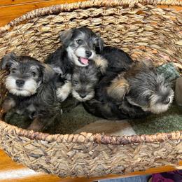 Miniature Schnauzer Puppies from Alfredo Sepulveda