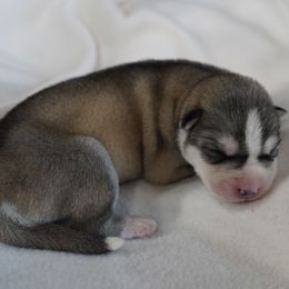 Lillith - Sable and white female Siberian Husky puppy in Wiscasset, Maine from Running with Huskies