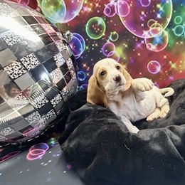 Sicily - Red and white female Basset Hound puppy in Winston Salem, North Carolina from LaythStone
