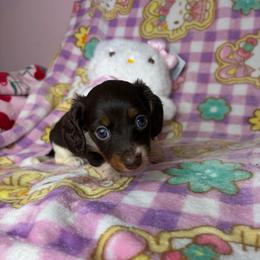 Lillian - Piebald female Dachshund puppy in Lake City, Florida from My Ditzy Doxies of Florida
