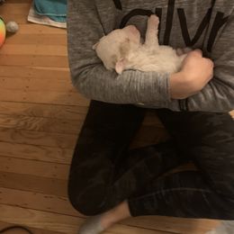 Lagotto Romagnolo Puppies from CreekSide Lagotto