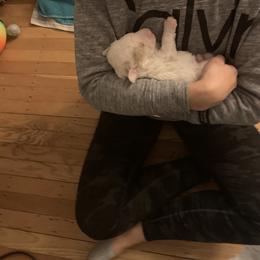 Lagotto Romagnolo Puppies from CreekSide Lagotto