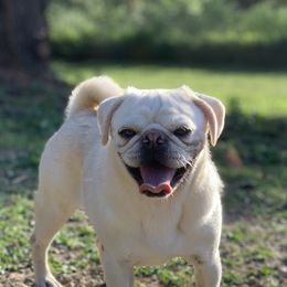 French Bulldog and Pug All Grown Up from Puddles Palace
