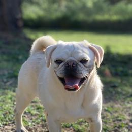 French Bulldog and Pug All Grown Up from Puddles Palace