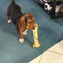 Basset Hound and Collie Puppies from Collegiate Bassets and Rheign Collies