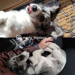 Marty - Dachshund