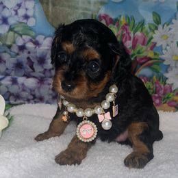 Girl 2 - Black and tan female Cavapoo puppy in Savannah, Georgia from Hollywood Furbabies LLC