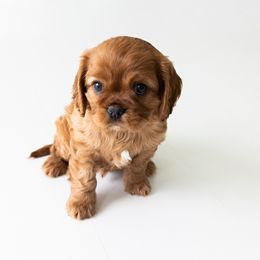 Cavalier King Charles Spaniel Puppies from Heirloom Cavaliers