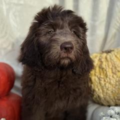 Millie - Brown and white female Saint Berdoodle puppy in Chicago, Illinois from Gentle Giant Saint Berdoodles
