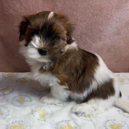 Denali - Red female Havanese puppy in Maryville, Missouri from Dreamworks Havanese