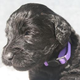 Aussiedoodle Puppies from Stephanie Taylor