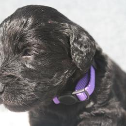 Aussiedoodle Puppies from Stephanie Taylor