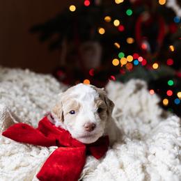 Aussiedoodle and Australian Mountain Doodle Puppies from Farmstead Doodles