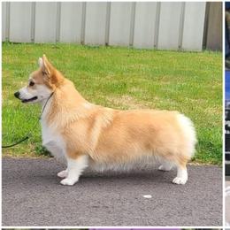Chanel - Pembroke Welsh Corgi
