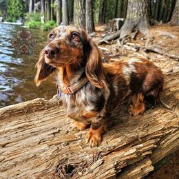Fairy - Dachshund