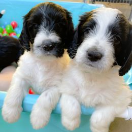 Bernedoodles and Companion Crosses from Whoopsie Doodles