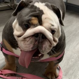 Chloe - Bulldog