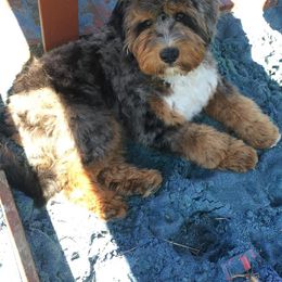 Aussiedoodle and Poodle All Grown Up from Simply Grace Mini Aussiedoodles