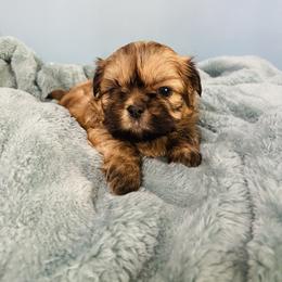 Daisy - Tricolor female Shih Tzu puppy in Hawthorne, Florida from Simply Southern Shihtzus