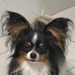 Licky - Papillon