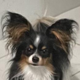 Licky - Papillon