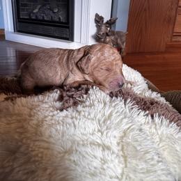 Noodle - Red  male Goldendoodle puppy in Glen Daniel, West Virginia from Dani’s Doodles