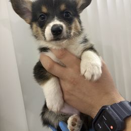Blitzen - Black and tan male Pembroke Welsh Corgi puppy in Loma Linda, California from Osorio’s Corgis