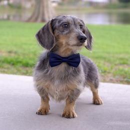 Goflo - Dachshund
