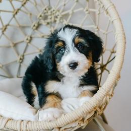 Cedar - male Australian Mountain Doodle puppy in Spanish Fork, Utah from K Brand Doodles