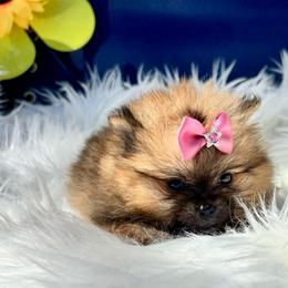 Angelica - Red female Pomeranian puppy in Green Cove Springs, Florida from Natasha's Ark of Joy