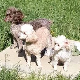 Poodles from McCartys little poodles