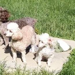Poodles from McCartys little poodles