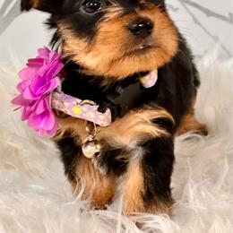 Violet - Black and tan female Yorkshire Terrier puppy in Aurora, Colorado from Exotic Kennels Co